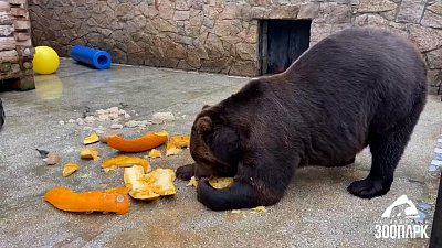 В Челябинском зоопарке обитателей угостили тыквами
