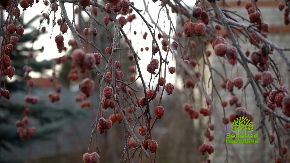 Зеленая передача 20.10.2022