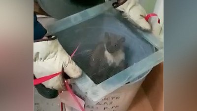 В Магнитогорске куница буянила в детском саду