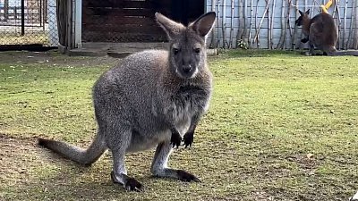 В Челябинском зоопарке кенгуру Беннета угостили кукурузой