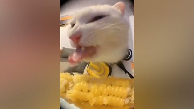 Мех и смех: внезапный прыжок, крутящийся бой и вкусная кукуруза