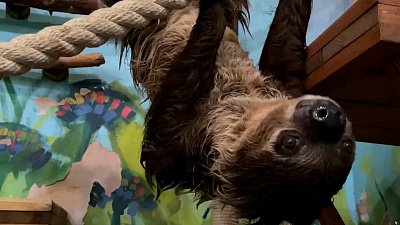 В Челябинске отпраздновали Международный день ленивца