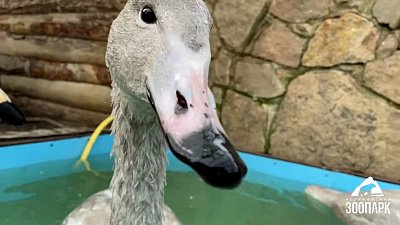 В Челябинском зоопарке показали отменный аппетит лебедей