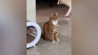 Мех и смех: неожиданный удар, свинские развлечения и грустный кот