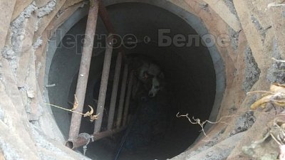Сотрудники водоканала спасли упавших в колодец собак в Магнитогорске