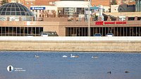 В центре Челябинска плавает семья лебедей