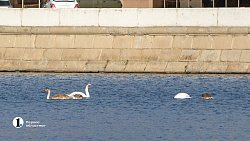 В центре Челябинска плавает семья лебедей