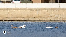 В центре Челябинска плавает семья лебедей