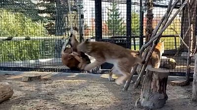 В Челябинском зоопарке рысям сделали игрушку из шкуры козла