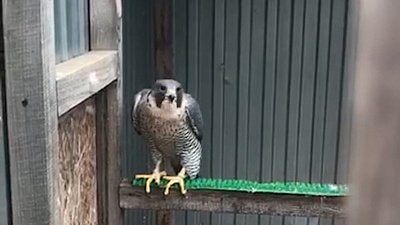 В Челябинской области полицейские изъяли у местного жителя 27 краснокнижных птиц