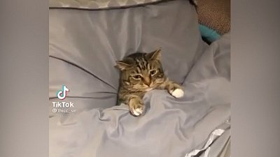 Мех и смех: модель, ненавистная работа и уставший кот