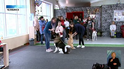 Прошел конкурс для беспородных собак