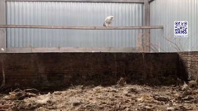 Южноуралец охотился на краснокнижных птиц