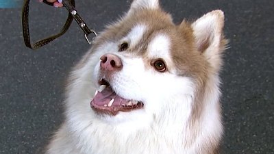 В Челябинске состоялась выставка беспородных собак