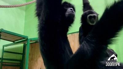 В Челябинском зоопарке попробовали снять видео с гиббонами