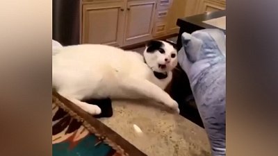 Мех и смех: веселый вомбат, умный кот и неприятная игрушка