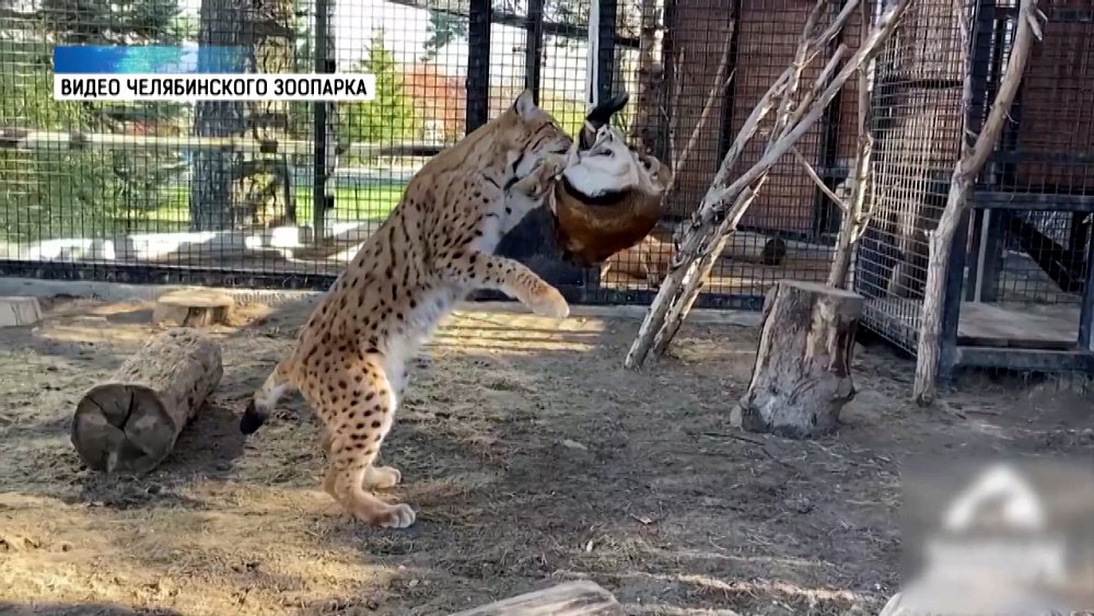 В Челябинском зоопарке рысям сделали игрушку из шкуры козла