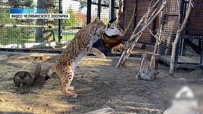 В Челябинском зоопарке рысям сделали игрушку из шкуры козла