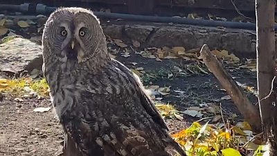 В Челябинском зоопарке показали загадочных сов