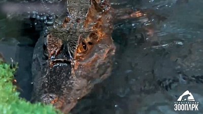 В Челябинском зоопарке напомнили про экспозицию «Экзотариум»