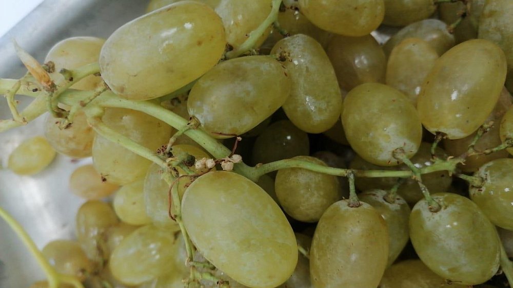 В Челябинской области уничтожили 15 тонн винограда с сорняком-паразитом