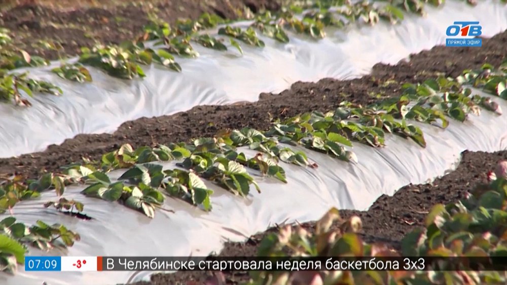 Клубника потрудилась для вас. Теперь вы потрудитесь для неё в рубрике «Руки садовода»