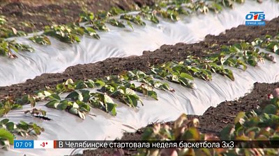 Клубника потрудилась для вас. Теперь вы потрудитесь для неё в рубрике «Руки садовода»