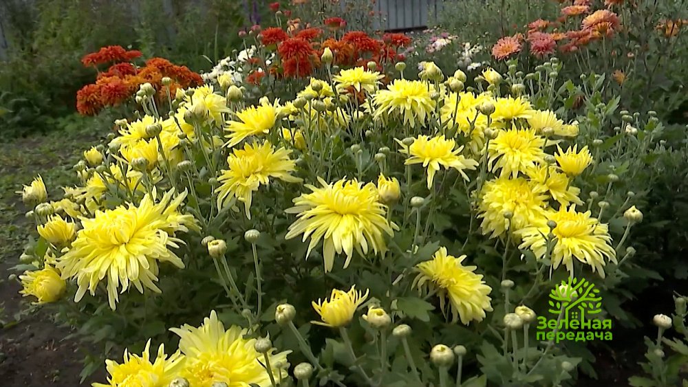 Зеленая передача 27.10.2022