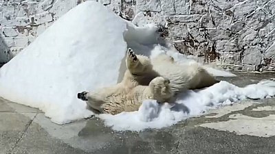 В Челябинском зоопарке рассказали о методах рыбалки белых медведей