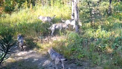 Стаю волков зафиксировала фотоловушка в нацпарке «Зигальга»