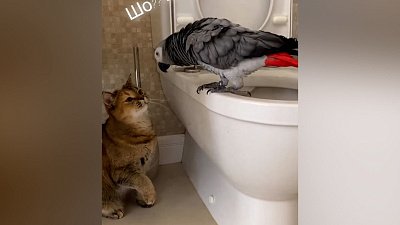 Мех и смех: странный танец, нападение птицы и на птицу