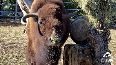 В Челябинском зоопарке показали сервировку блюд для бизона