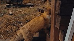 Возле туристического приюта в нацпарке «Таганай» заметили лису