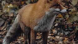 Возле туристического приюта в нацпарке «Таганай» заметили лису