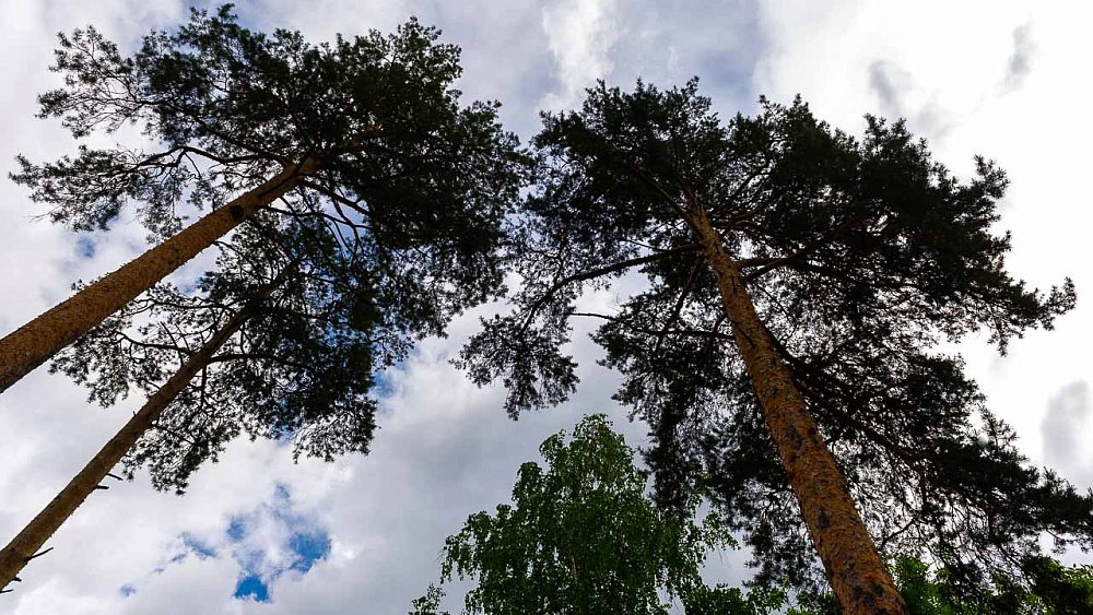 В Челябинской области упростили заготовку леса на дрова и строительство дома