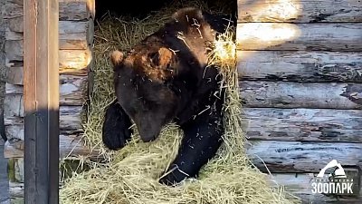 В Челябинском зоопарке готовят медведей к спячке