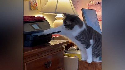 Мех и смех: спорт, секретарь и спокойствие