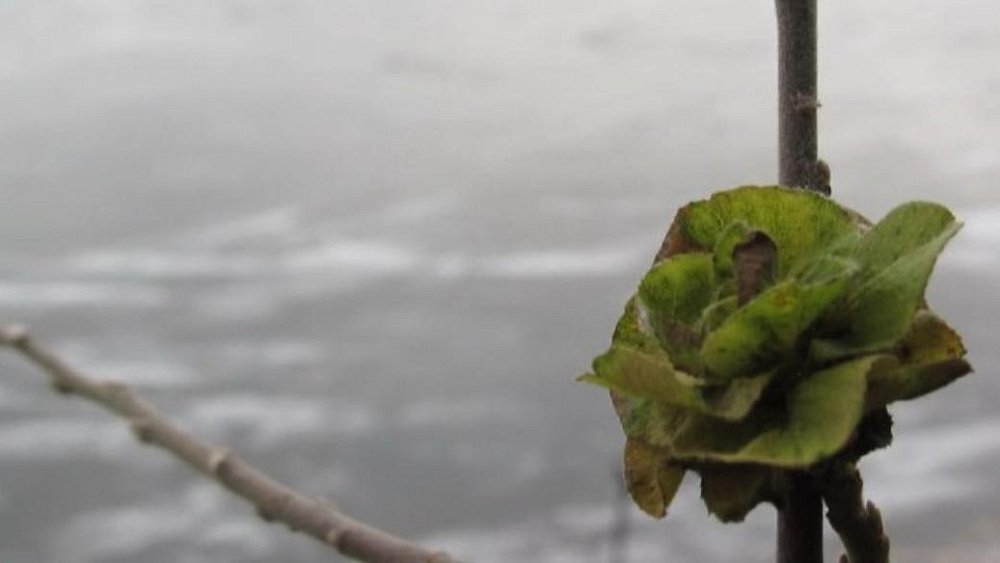 В горах Челябинской области появились зеленые «розы»