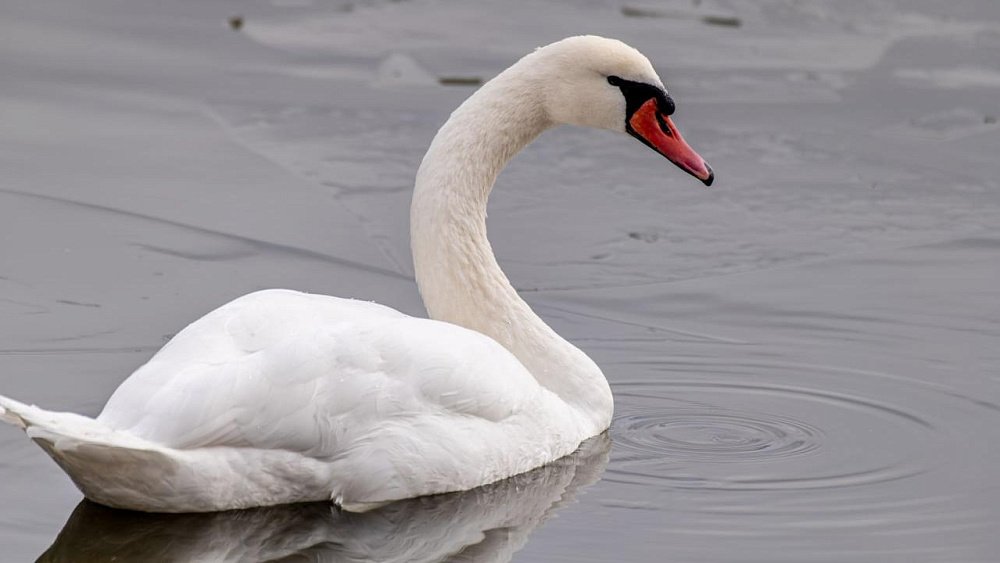 В Челябинской области спасли раненого лебедя