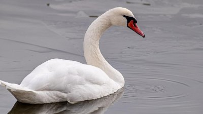В Челябинской области спасли раненого лебедя