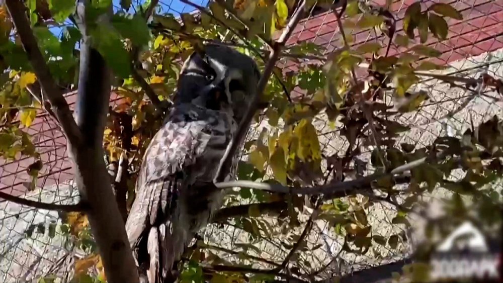 Совы в зоопарке прячутся от гостей