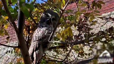 Совы в зоопарке прячутся от гостей