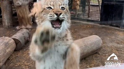 В Челябинском зоопарке рысь Аврора помогала убирать сухую траву