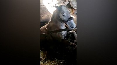 В Челябинске спасатели вытащили из погреба лошадь