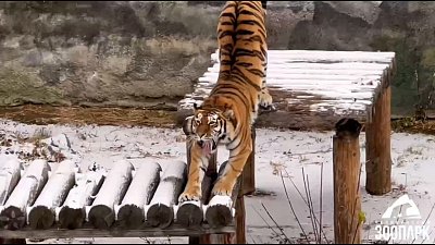 В Челябинском зоопарке тигрица порадовалась снегопаду