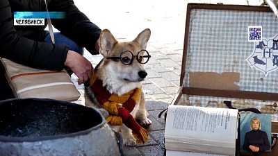 В Челябинске прошла корги-вечеринка