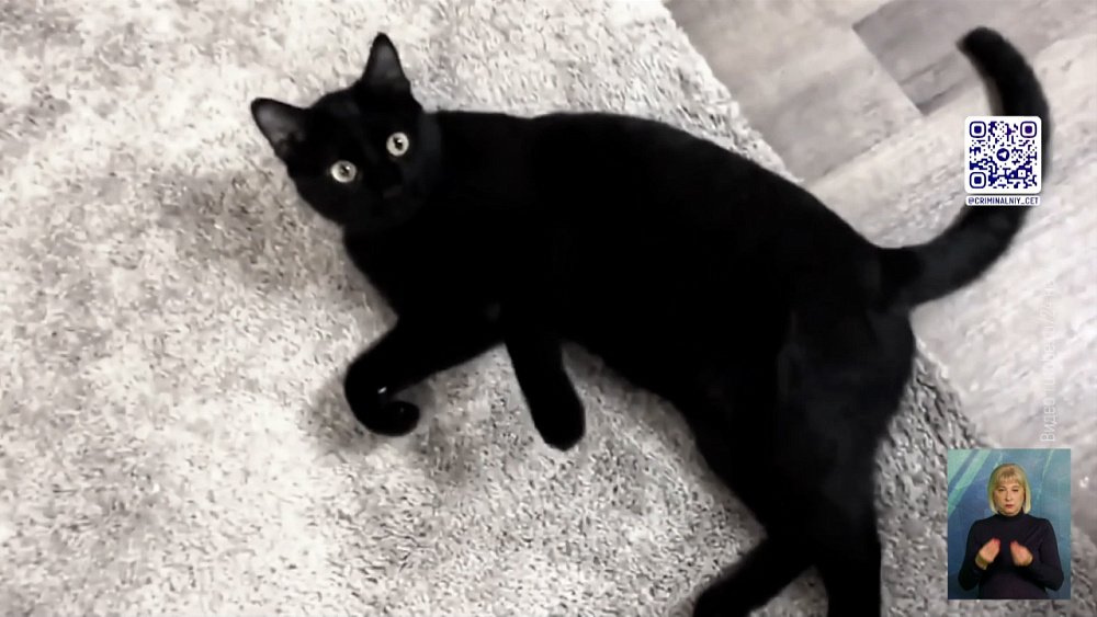 Черных котов приносят в жертву