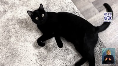 Черных котов приносят в жертву