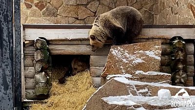 В Челябинском зоопарке молодые медведицы готовятся к спячке