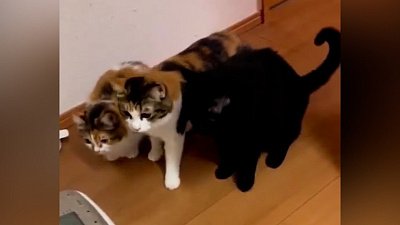 Мех и смех: жадный друг, страшный прибор и задорный танец